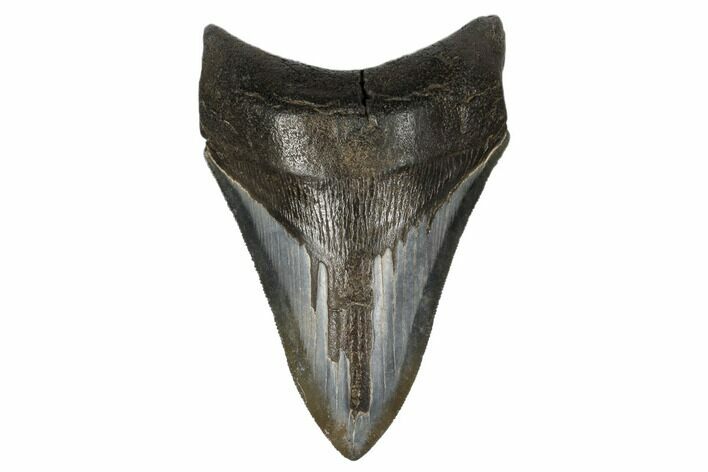 Serrated, Fossil Megalodon Tooth - South Carolina #180948